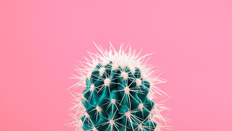 prickly situation