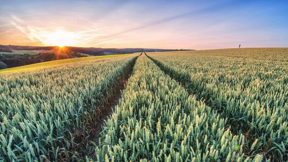 Fields at sunset