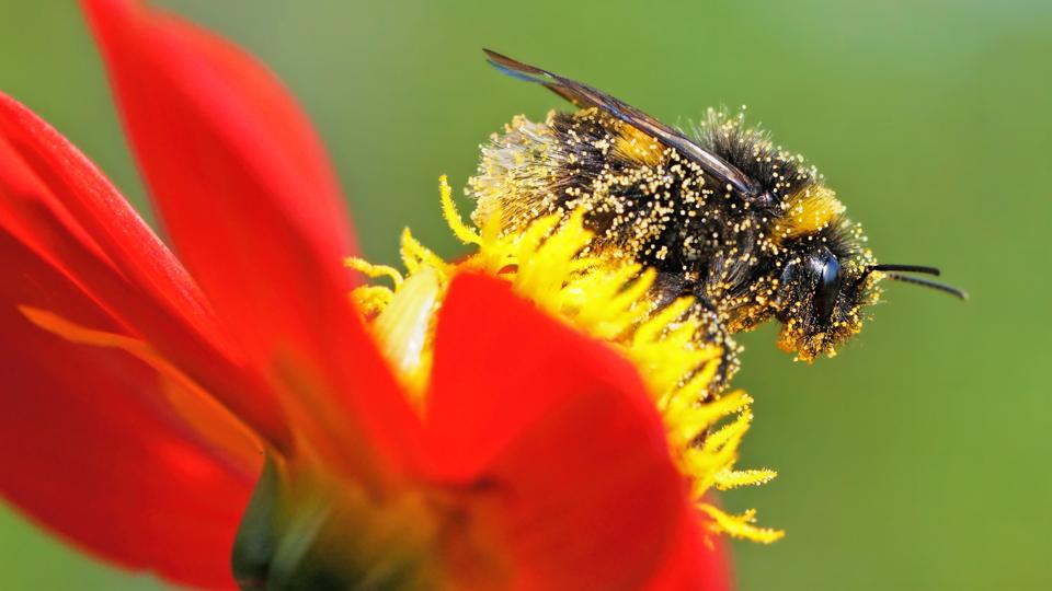 Columbia Threadneedle: Nature and biodiversity loss: how is it relevant to portfolios?