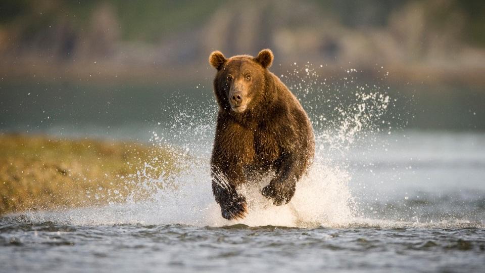 Bear running in water
