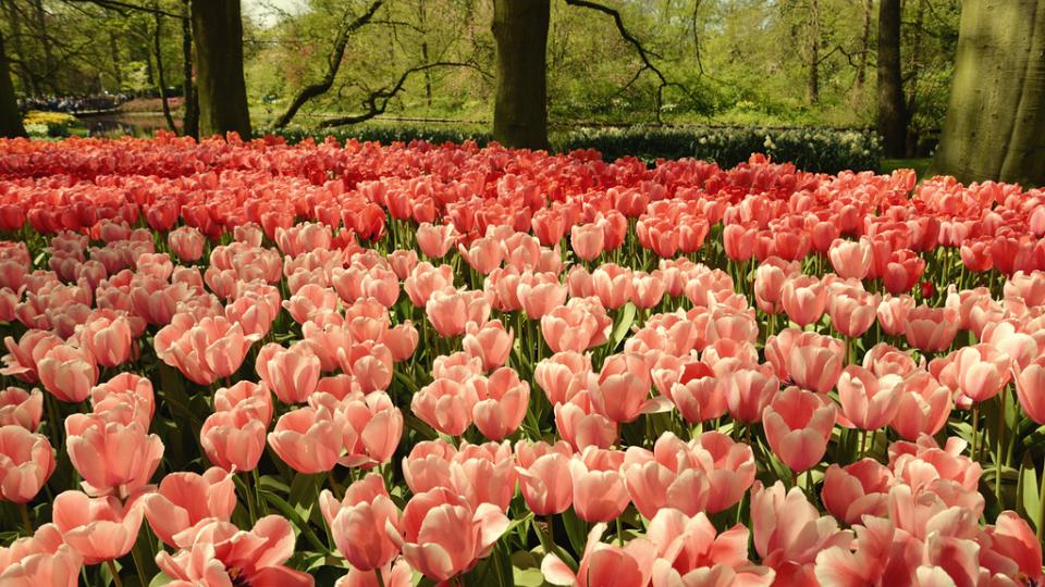 Keukenhof, door zmihai via Flickr Keukenhof, door zmihai via Flickr