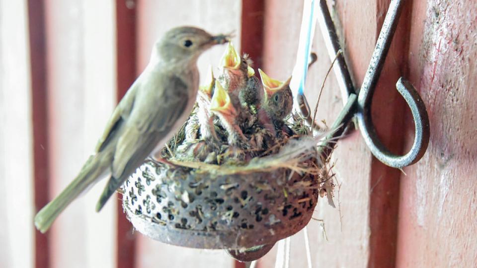Hongerige vogeltjes, via Flickr door ilandil