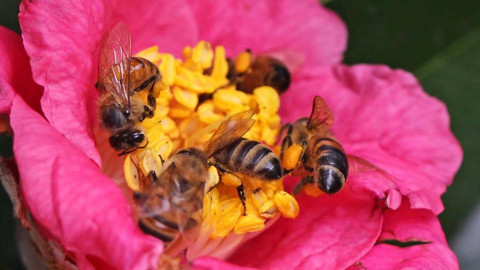 Honingbijen op een roos. Foto door Vicky DeLoach via Flickr CC-BY-2.0.