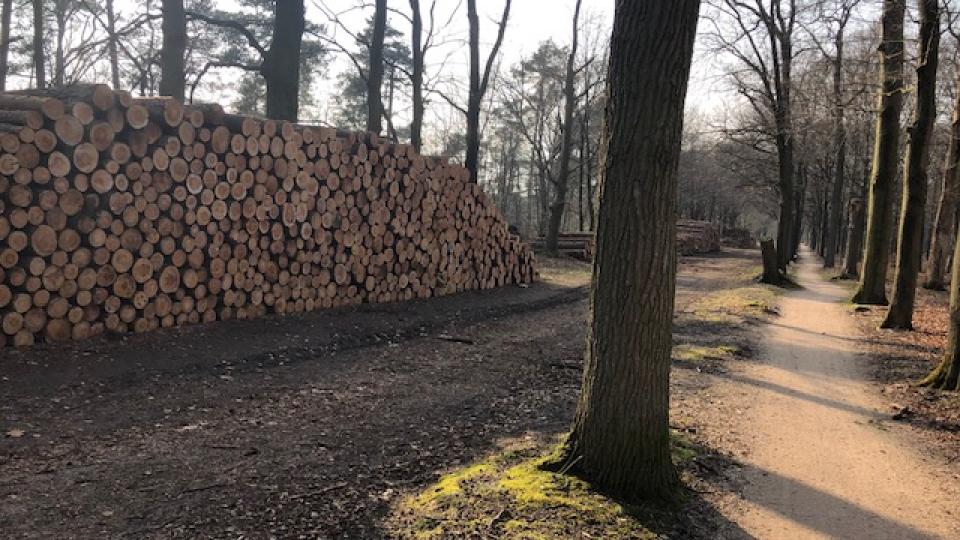 Bosbouw Bosbouw