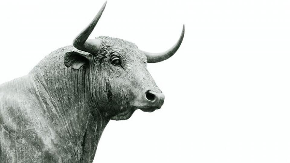 Bull Bull