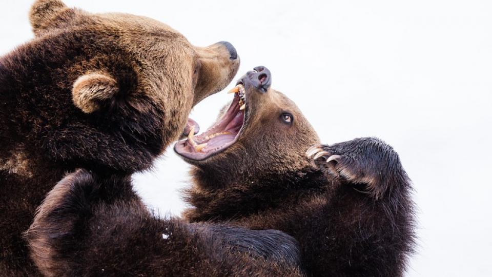 Watch the bears