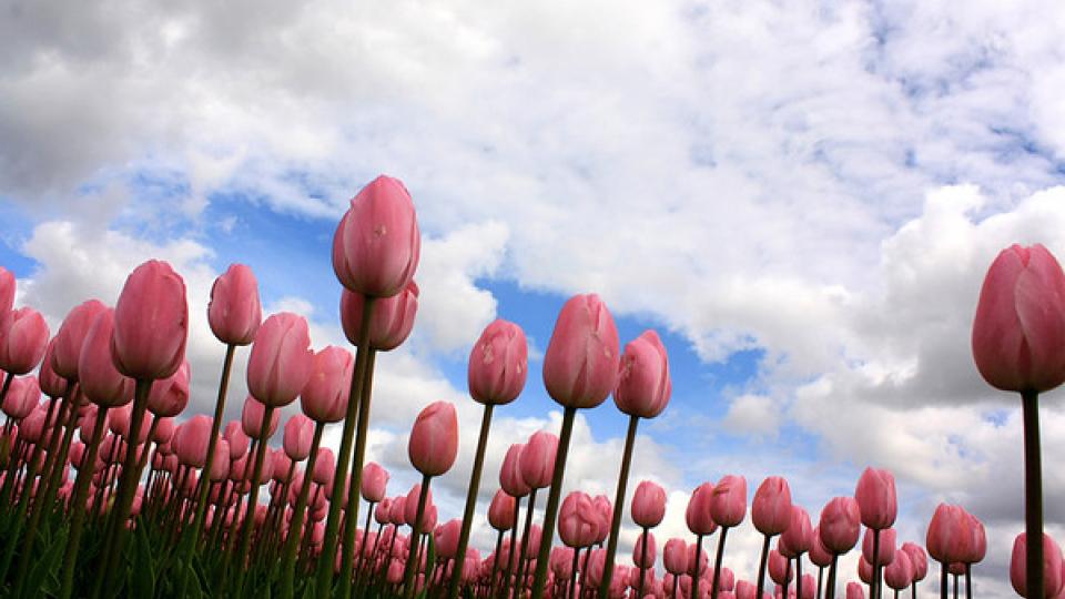 Nederland Nederland