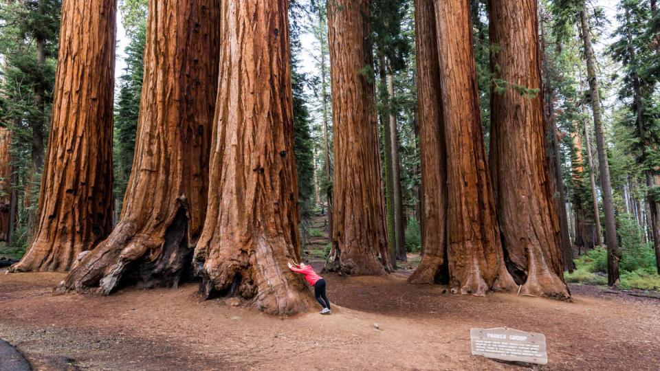 Sequoia's, National Park, USA