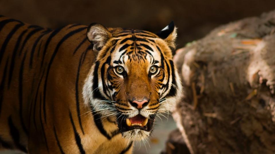 Jaar van de Chinese Tijger Jaar van de Chinese Tijger