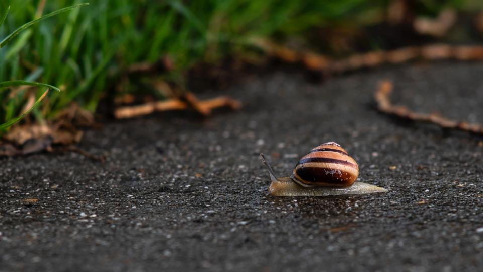 Slak, foto door Lucas van Oort on Unsplash Slak, foto door Lucas van Oort on Unsplash