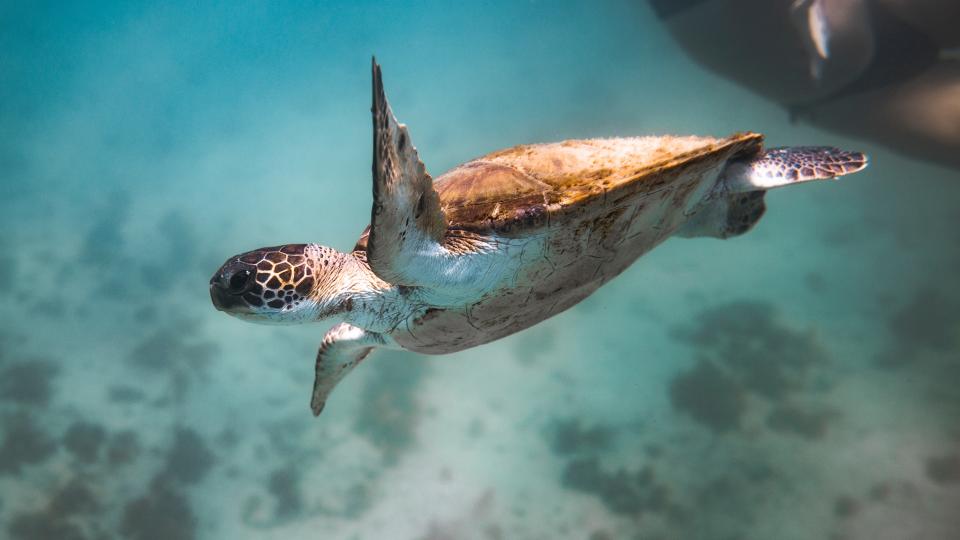 Biodiversiteit, foto door Marcos Paulo Prado via Unsplash