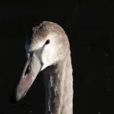 Grey swan, door sweetness6 via Flickr
