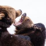 Watch the bears 