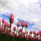 Tulpen, Nederland