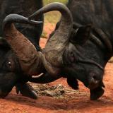 Bulls